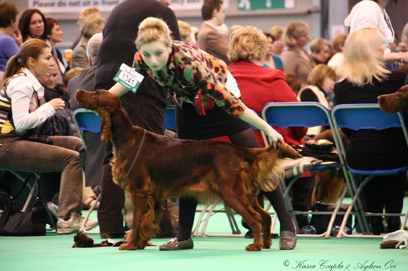 Crufts2011 888.jpg